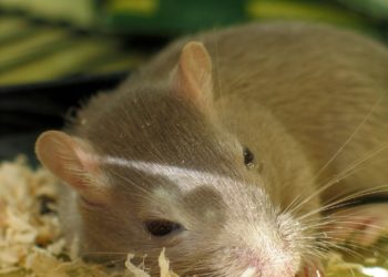 Animali: quali vanno in letargo e perché?