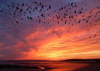 Inverno: gli uccelli che fine fanno?