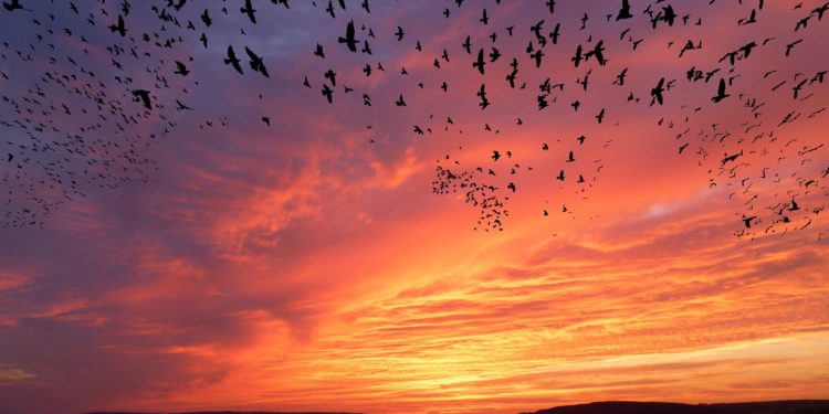 Inverno: gli uccelli che fine fanno?