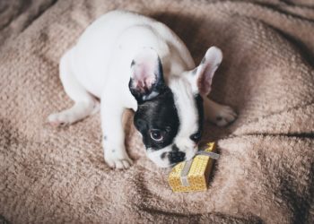 Cosa regalare agli animali per Natale