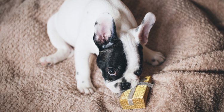 Cosa regalare agli animali per Natale