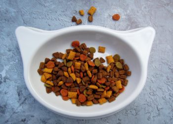 Cibi che il gatto non dovrebbe mai mangiare