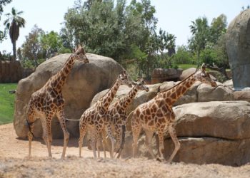 Animali, il Bioparco di Roma valorizza le strutture e chiude il 2021 a quota 400mila visitatori