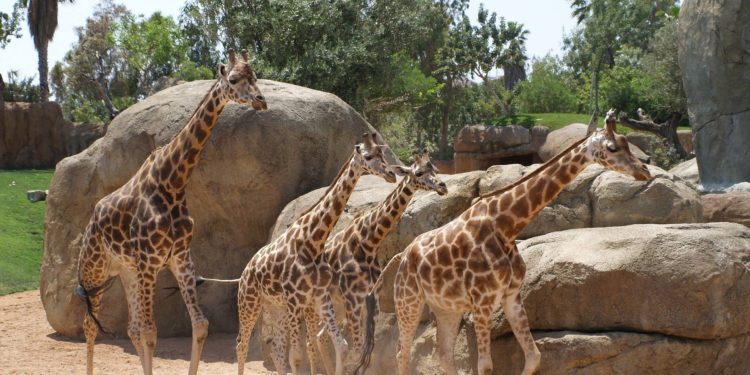 Animali, il Bioparco di Roma valorizza le strutture e chiude il 2021 a quota 400mila visitatori
