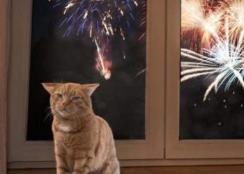 Capodanno, i consigli dell’Oipa per aiutare i nostri animali nella notte dei ‘botti’