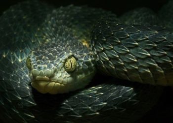 I 10 animali più brutti al mondo a rischio di estinzione