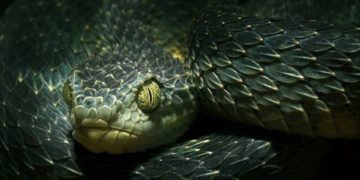 I 10 animali più brutti al mondo a rischio di estinzione