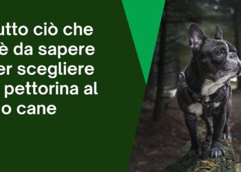 Tutto ciò che c’è da sapere sulla pettorina per cani