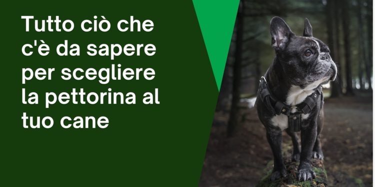 Tutto ciò che c’è da sapere sulla pettorina per cani