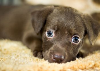 Bisegna Tecnofauna: salvataggio di 3 cani e 9 cuccioli in difficoltà grazie alla nuova tecnologia denominata Dog Tracing