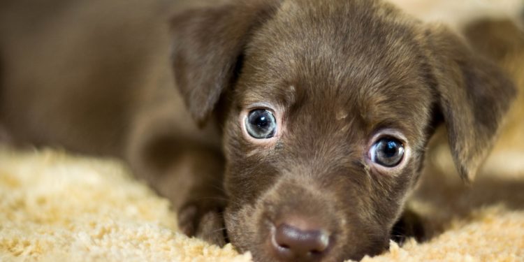 Bisegna Tecnofauna: salvataggio di 3 cani e 9 cuccioli in difficoltà grazie alla nuova tecnologia denominata Dog Tracing