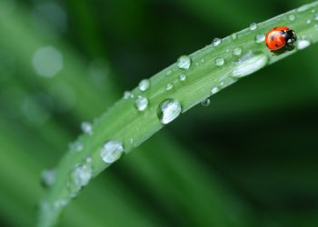 Tutto quello che c’è da sapere sulle Coccinelle