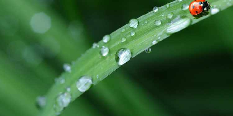 Tutto quello che c’è da sapere sulle Coccinelle