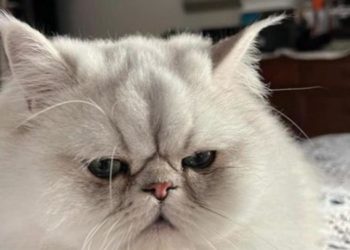 California: basta togliere le unghie ai gatti