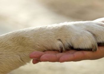 Animali, Oipa: crescono le adozioni di cani e gatti