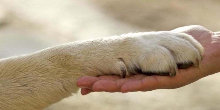 Animali, Oipa: crescono le adozioni di cani e gatti