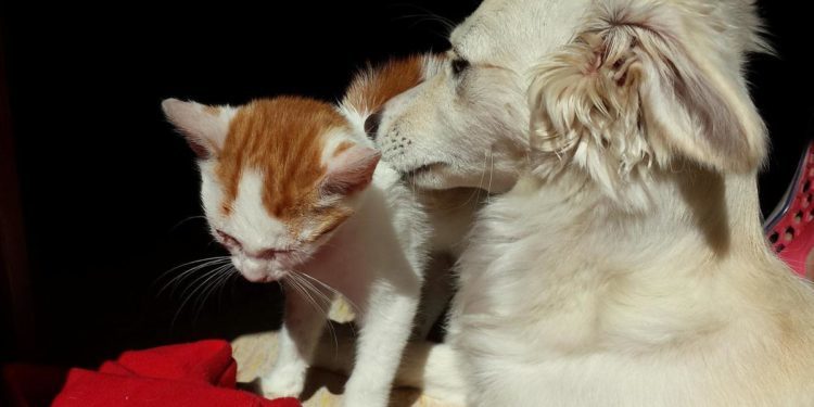 Cani e gatti, quanto ci costate!