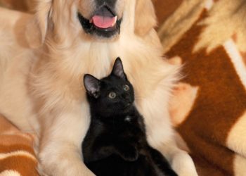 Come richiedere il bonus cani e gatti 2022