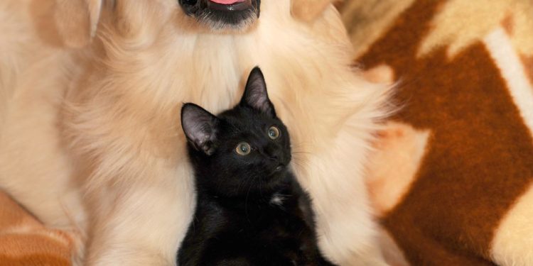 Come richiedere il bonus cani e gatti 2022