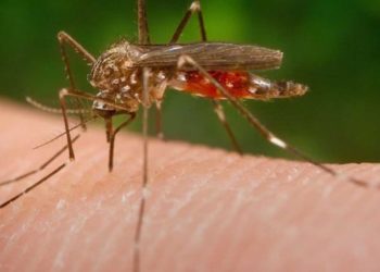 Filaria: imparare a conoscerla per imparare a proteggere il nostro cane