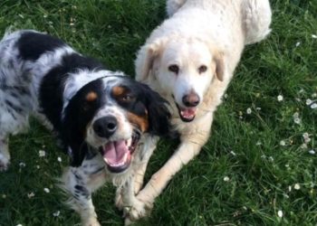 Covid, dopo il boom di adozioni 117mila cani restituiti