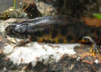 Rettili e anfibi possono vivere anche 100 anni, ecco perché