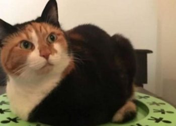 Covid, Pregliasco: “Contagio gatto-uomo eccezione”