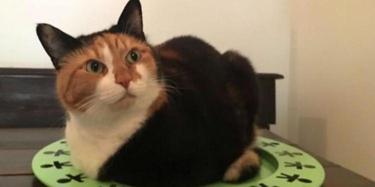 Covid, Pregliasco: “Contagio gatto-uomo eccezione”