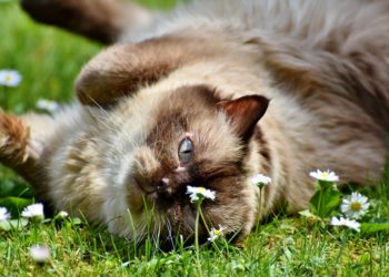 Peli di animali: come toglierli dai vestiti e dalla lavatrice