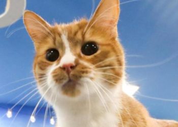 Covid dal gatto all’uomo: primo caso di contagio, lo studio