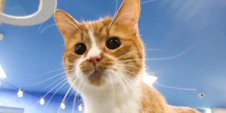 Covid dal gatto all’uomo: primo caso di contagio, lo studio