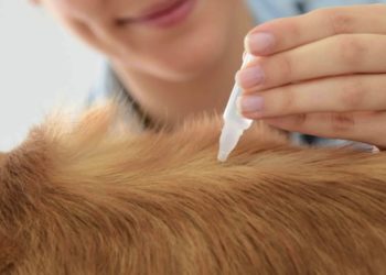 Come eliminare le zecche