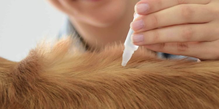 Come eliminare le zecche