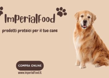 Alimentazione cani da caccia: cosa sapere per scegliere il miglior cibo