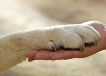 Animali selvatici, esotici e domestici, cosa cambia con le nuove leggi