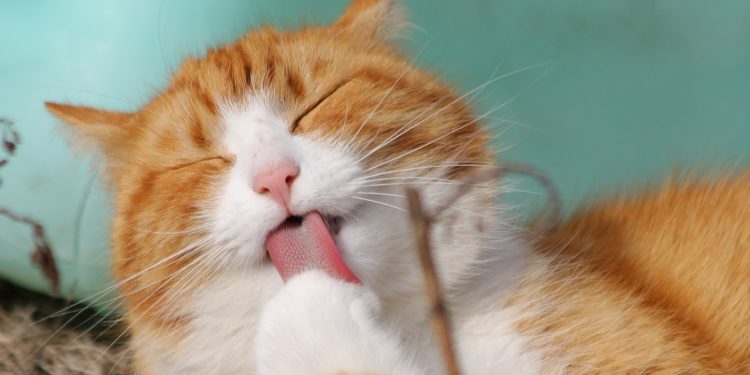 Gatto: quando si celebra la festa del felino