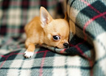 Chihuahua, tutti pazzi per il cane più piccolo al mondo: cosa c’è da sapere