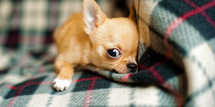 Chihuahua, tutti pazzi per il cane più piccolo al mondo: cosa c’è da sapere
