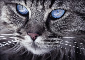 Felini: quale alimentazione deve seguire un gatto?