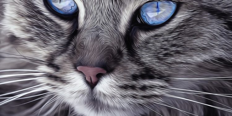 Felini: quale alimentazione deve seguire un gatto?