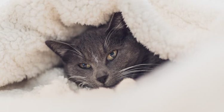 Gatti: ecco come proteggerli dal freddo
