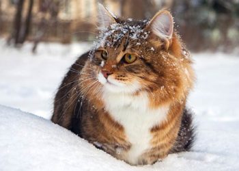 Gatti: ecco come proteggerli dal freddo