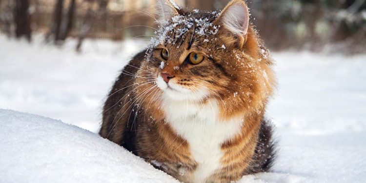 Gatti: ecco come proteggerli dal freddo