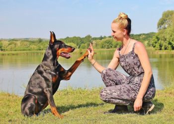 TAGLIARE CODA E ORECCHIE AL CANE PER CAPRICCI ESTETICI? È UN REATO. COSA DICE LA LEGGE