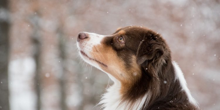 I cani soffrono il freddo?