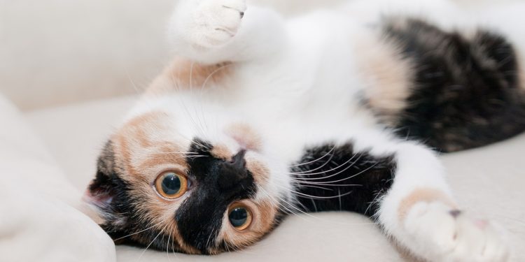 Colore del manto e carattere dei gatti: esiste relazione?