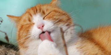 Diarrea nei gatti, come combatterla