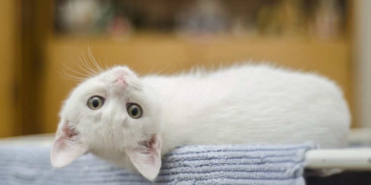 Il gatto: igiene e toelettatura