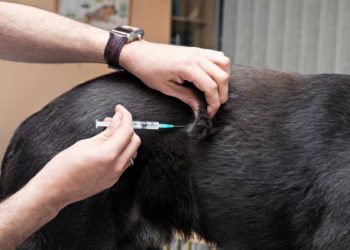 Vaccini del cane, quali quelli consigliati