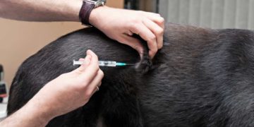 Vaccini del cane, quali quelli consigliati